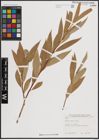 Foto von Salix excelsa S. G. Gmel.
